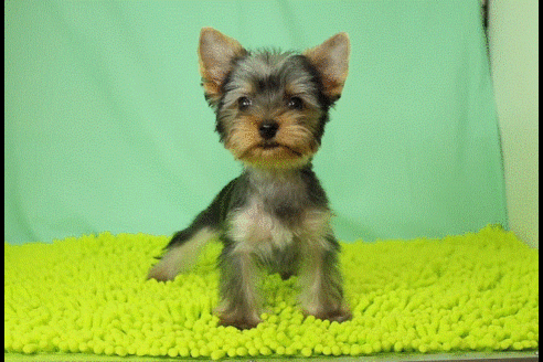 成約済の栃木県のヨークシャーテリア-50550の4枚目